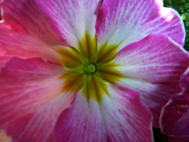 Rosa ecae primula