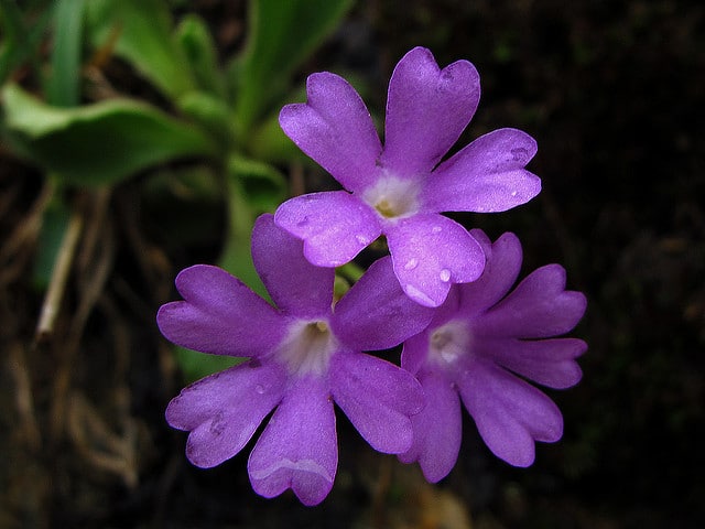 Rosa ecae primula (Rosa primula)
