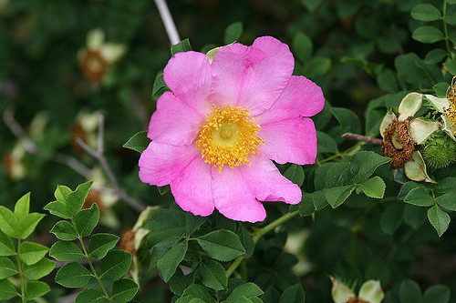 Rosa roxburghii (Rosa roxburghii)