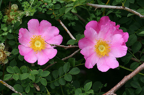 Rosa roxburghii