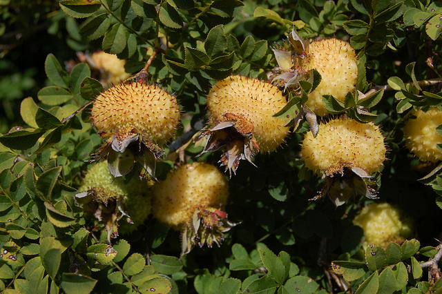 Rosa roxburghii