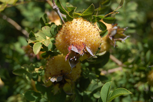 Rosa roxburghii