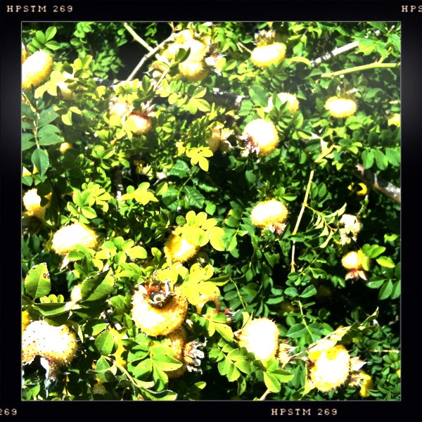 Rosa roxburghii
