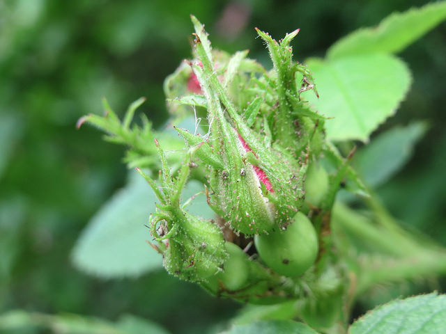 églantier couleur de rouille