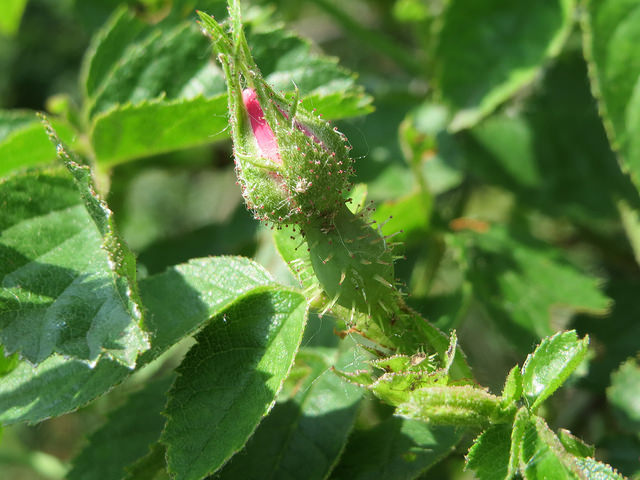 églantier couleur de rouille