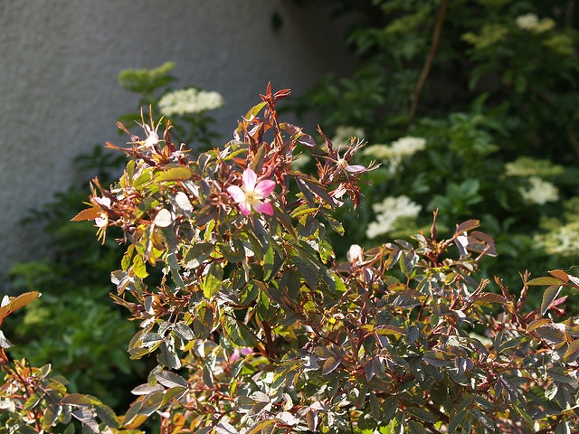 Rosier