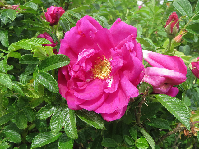Rosier rugueux