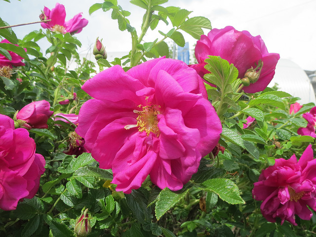 Rosier rugueux