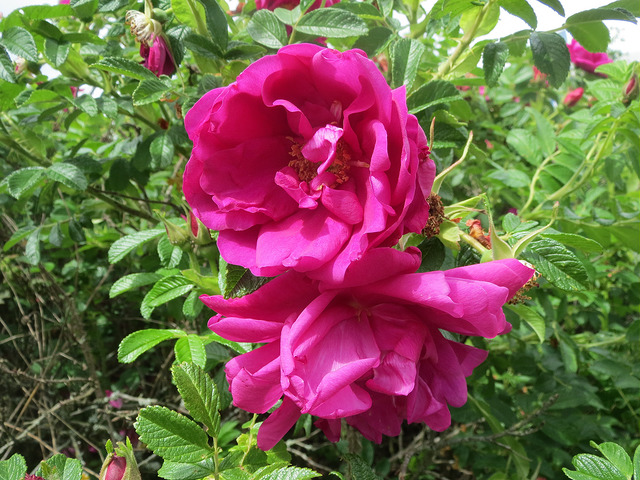Rosier rugueux