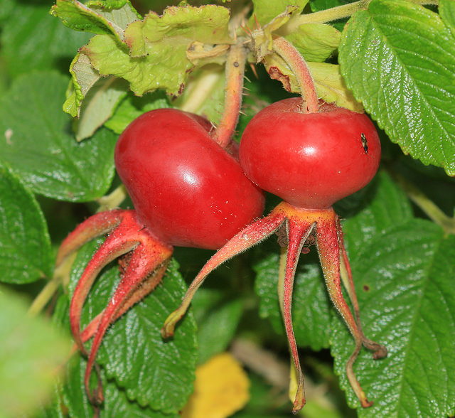 Rosier rugueux