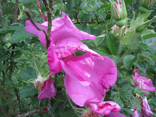 Rosier rugueux