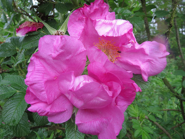 Rosier rugueux (Rosa rugosa)