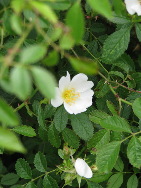 Églantier sempervirent (Rosa sempervirens)