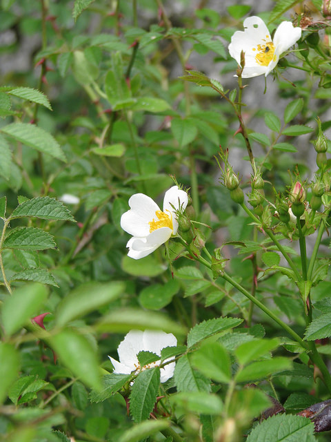 églantier sempervirent
