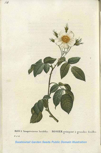 églantier sempervirent