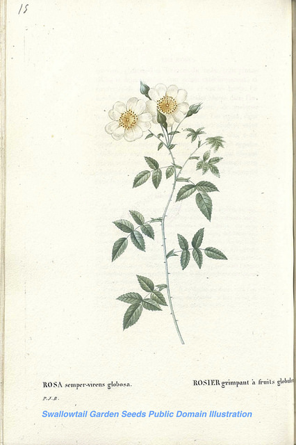 églantier sempervirent