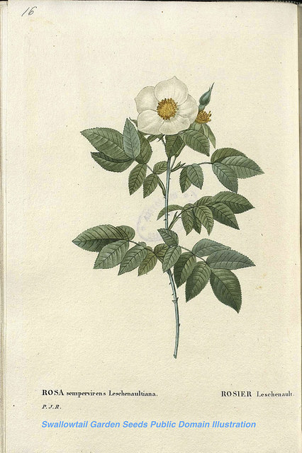 églantier sempervirent