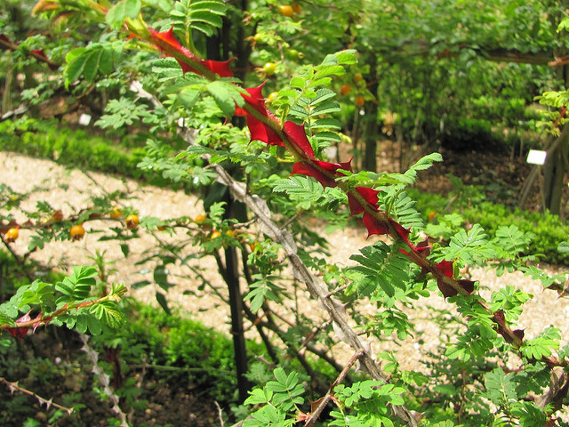 Rosier soyeux (Rosa sericea)