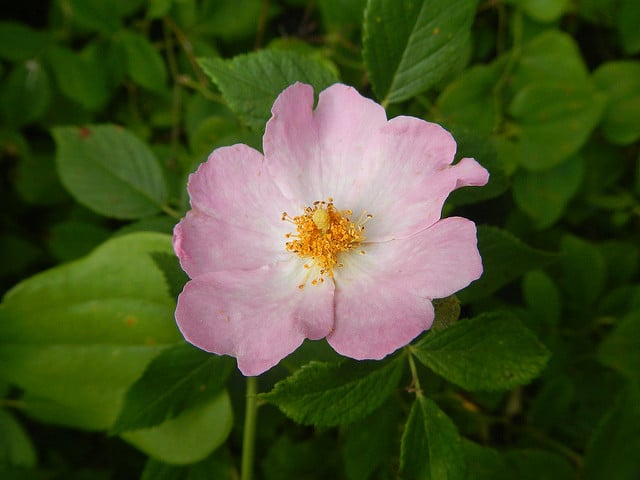 églantier de la prairie