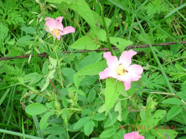 églantier de la prairie