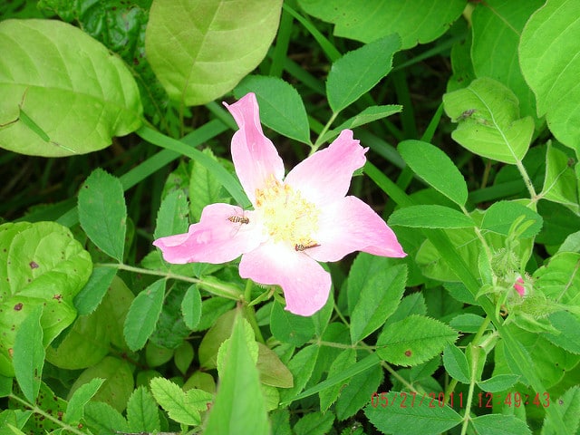 églantier de la prairie