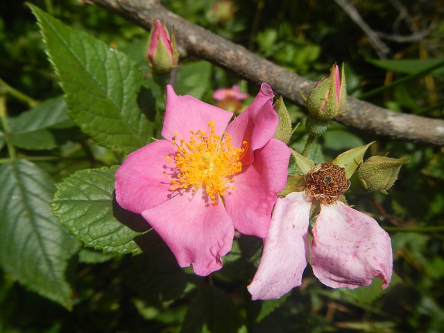 Églantier de la prairie (Rosa setigera)