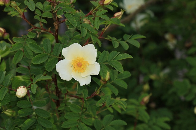 Rosier pimprenelle