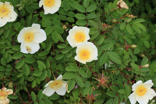 Rosier pimprenelle