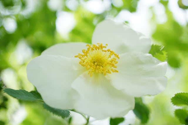 Rosier pimprenelle