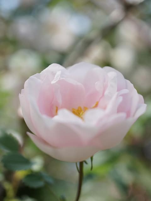 Rosier pimprenelle