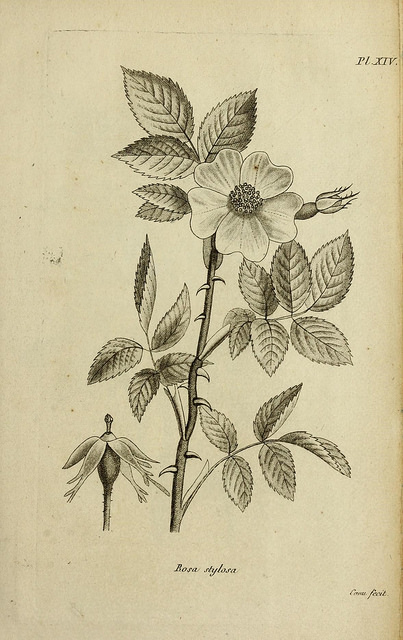 Rosier stylé