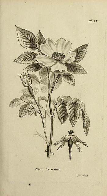 Rosier stylé