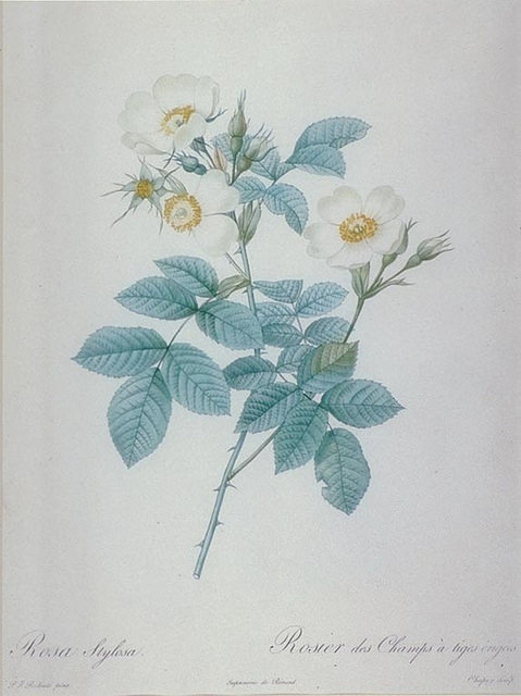 Rosier stylé