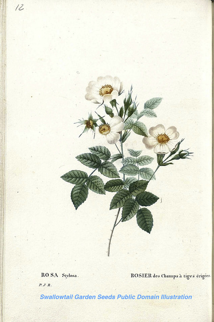 Rosier stylé