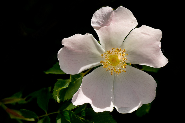 Rosier stylé