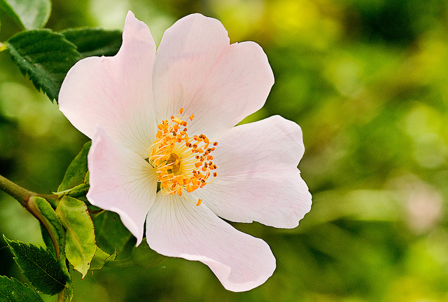 Rosier stylé (Rosa stylosa)