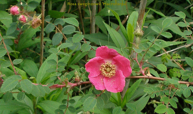 Rosa sweginzowii (Rosa sweginzowii)