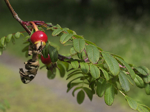 Rosa sweginzowii