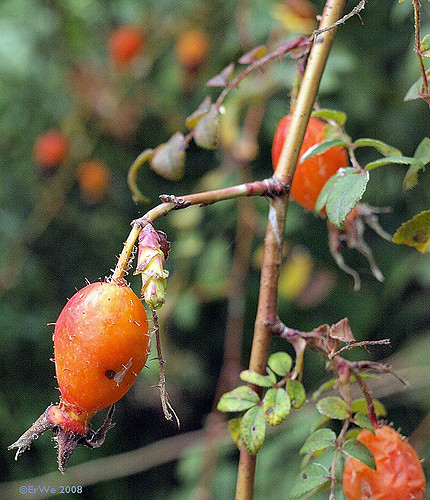 Rosa sweginzowii
