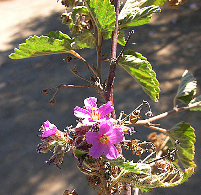 Églantier tomenteux (Rosa tomentosa)