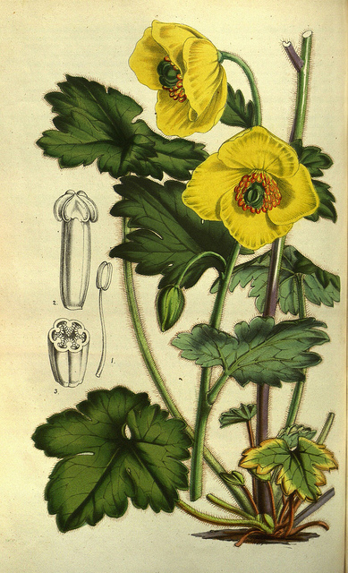 églantier alpin
