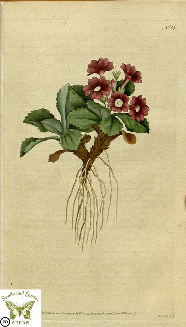 églantier alpin