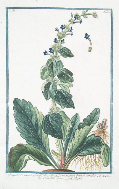 églantier alpin