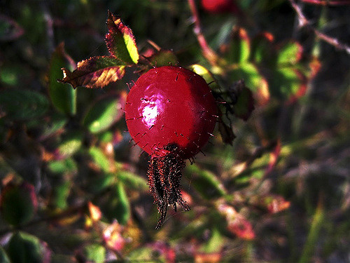 Églantier alpin (Rosa villosa)