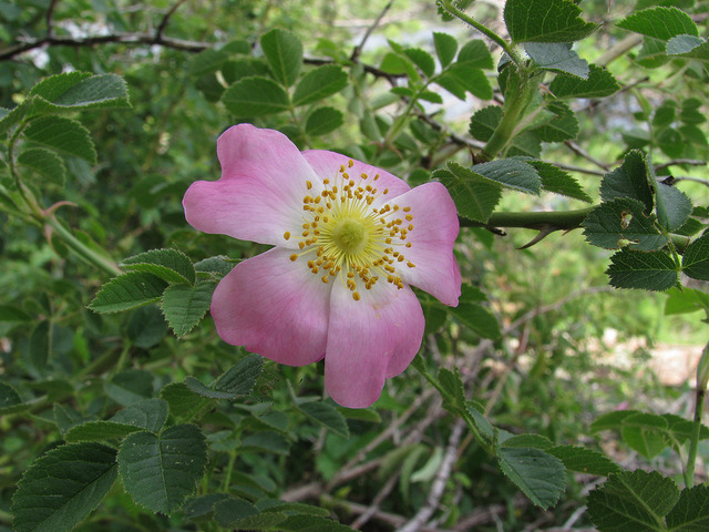 Rosier de virginie
