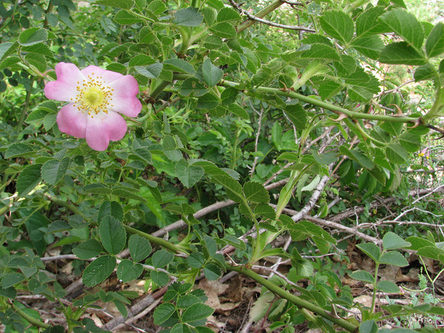 Rosier de virginie