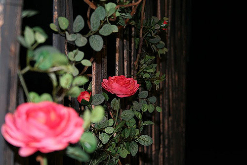 Rosier de virginie