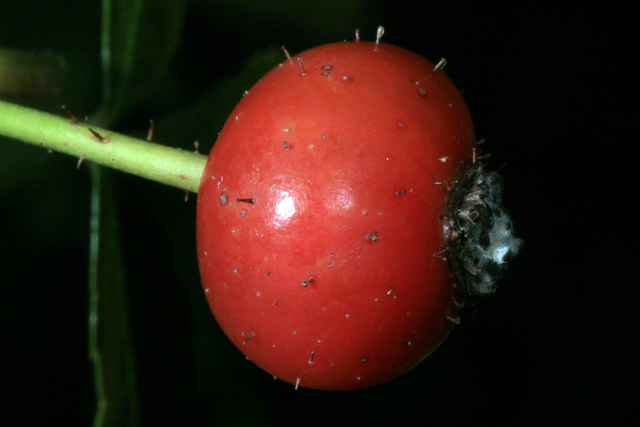 Rosier de virginie (Rosa virginiana)