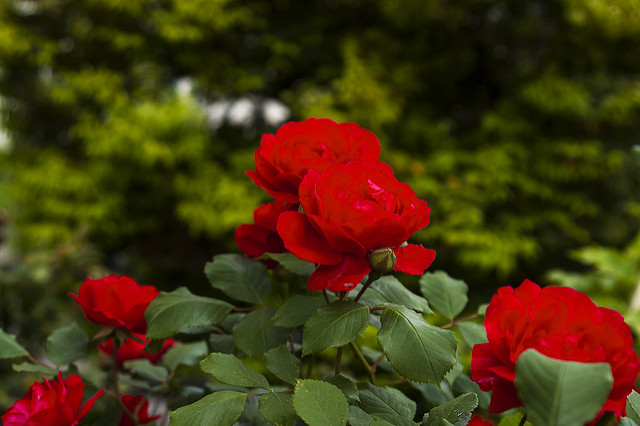 Rosier de wichura