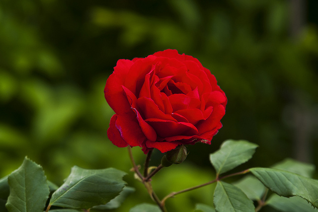 Rosier de wichura